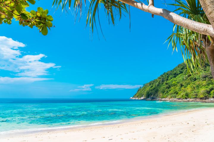 Beautiful tropical beach sea ocean with coconut and other tree a Beautiful tropical beach sea ocean with coconut and other tree a