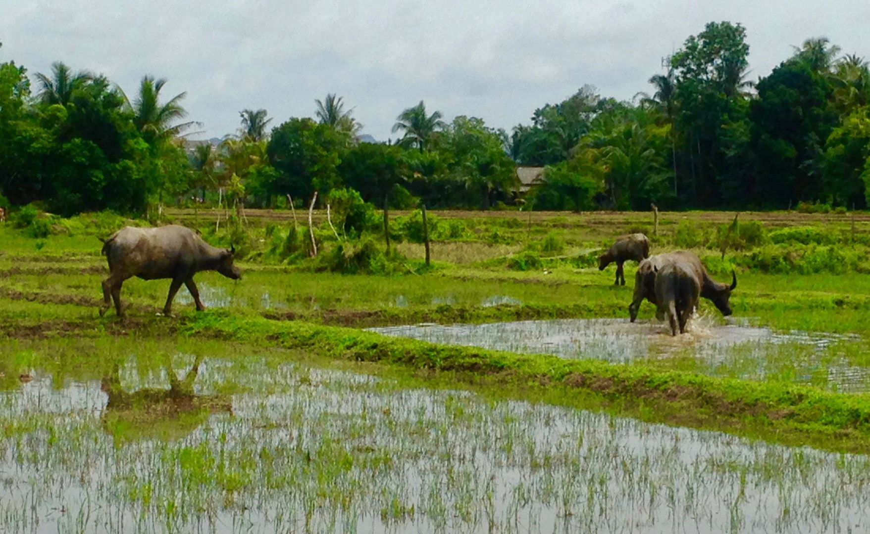 buffalo rice field buffalo rice field