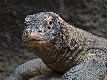 connatre la faune thalandaise et la respecter