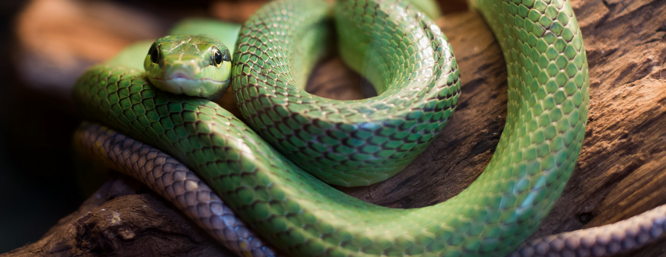 connatre la faune thalandaise et la respecter