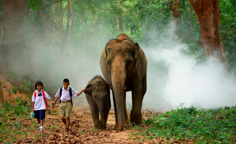 elephant with children
