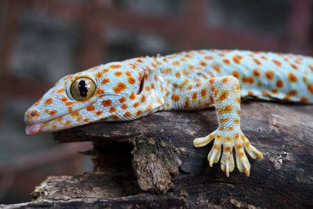 la poursuite de la faune et des grenouilles thalandaises