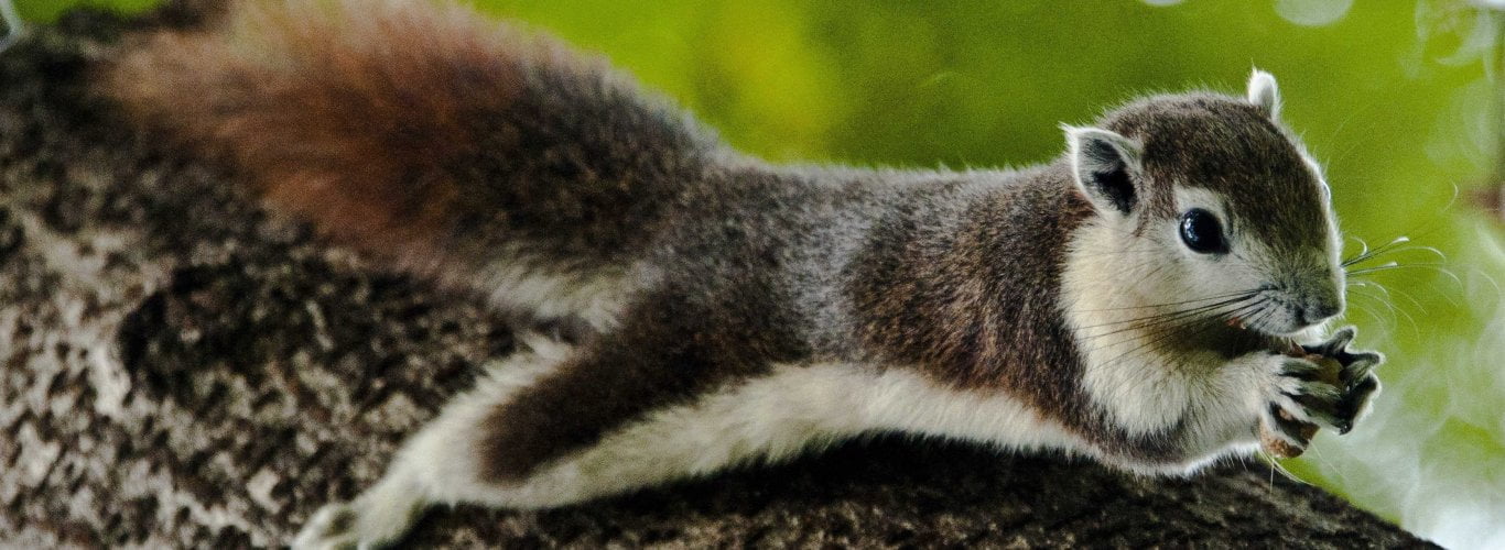 la poursuite de la faune et des grenouilles thalandaises
