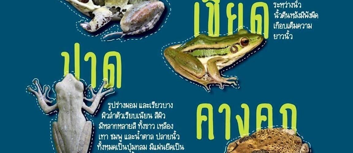 la poursuite de la faune et des grenouilles thalandaises