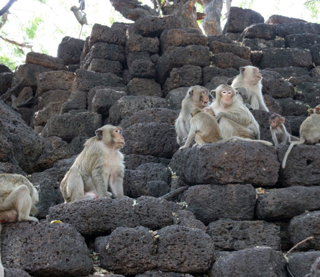 lopburi monkey () lopburi monkey ()
