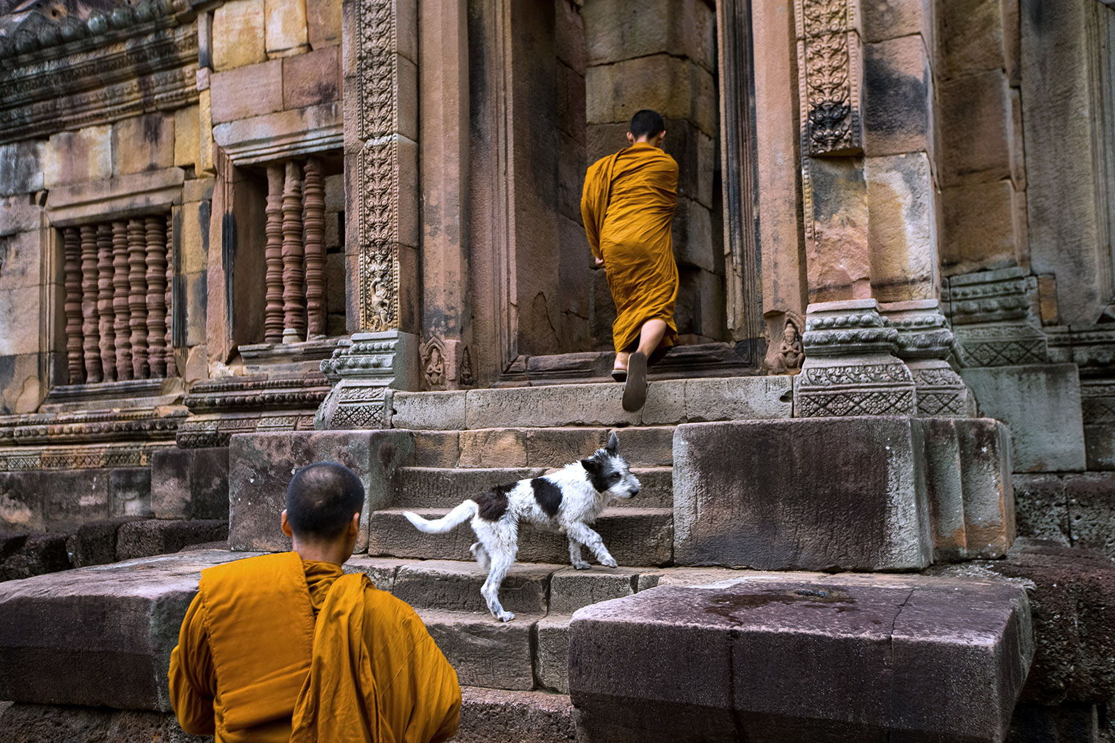 monk and dog () monk and dog ()
