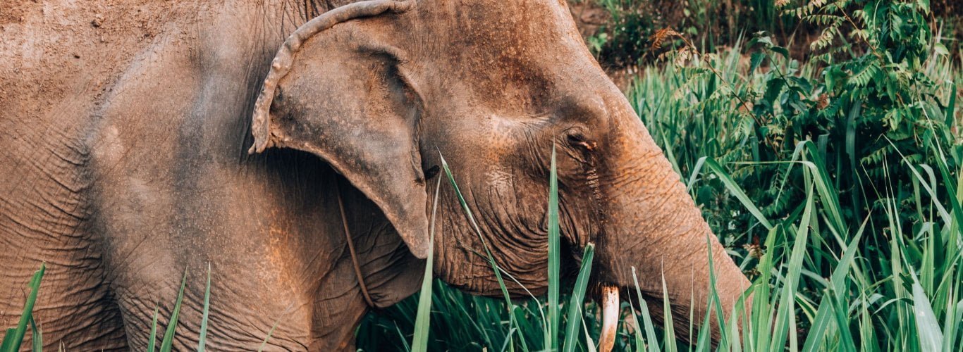 pourquoi dire non au trekking avec les lphants