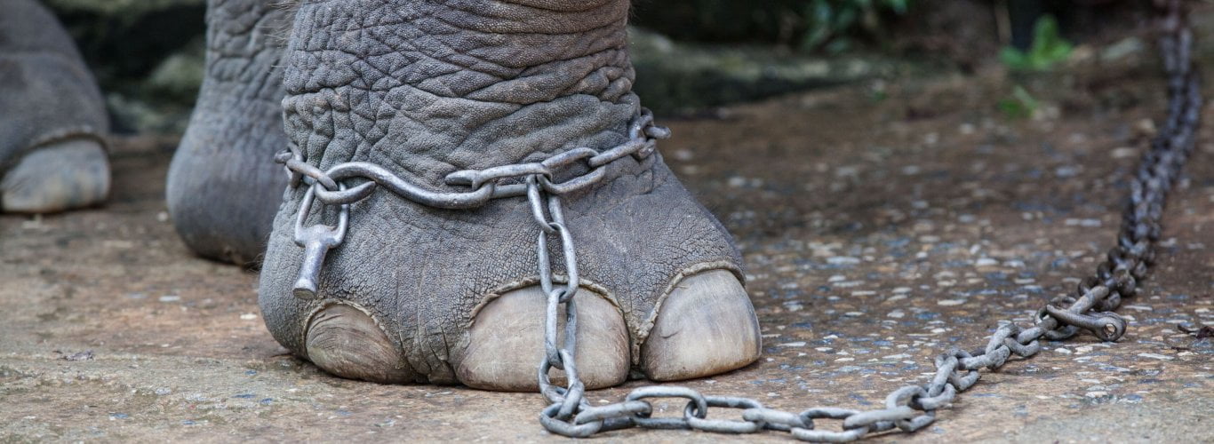 pourquoi dire non au trekking avec les lphants