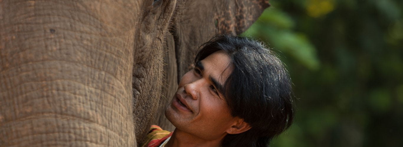 pourquoi dire non au trekking avec les lphants