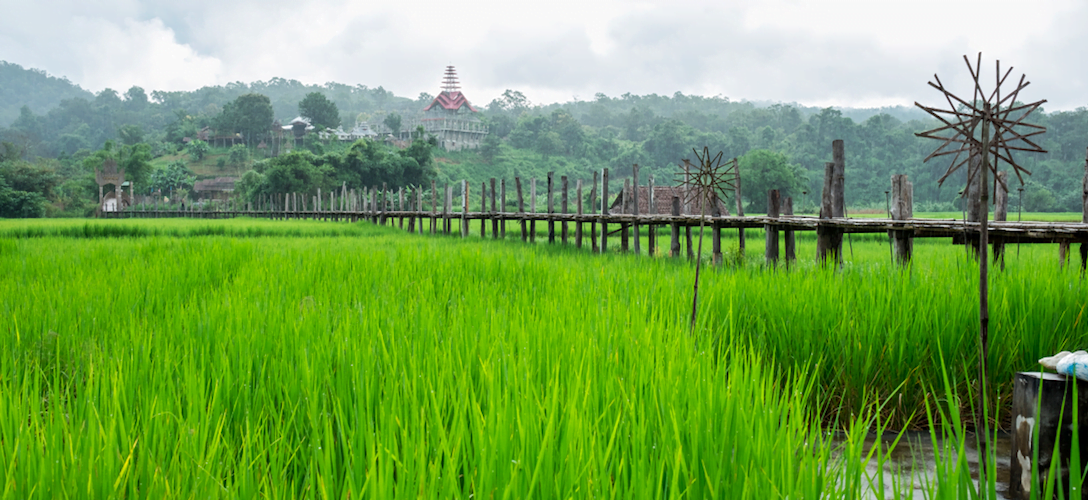 rice field