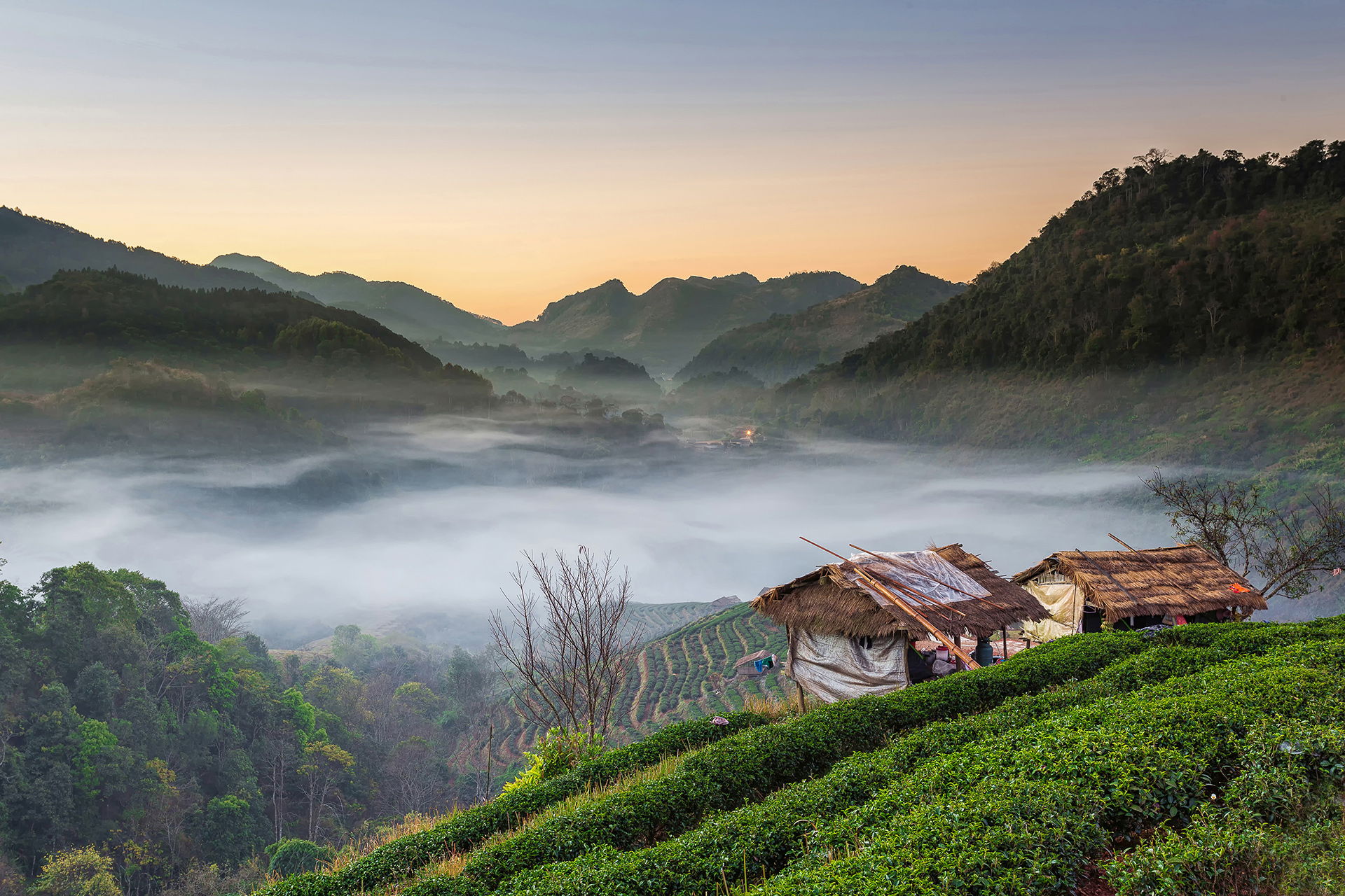 the sea of mist the sea of mist